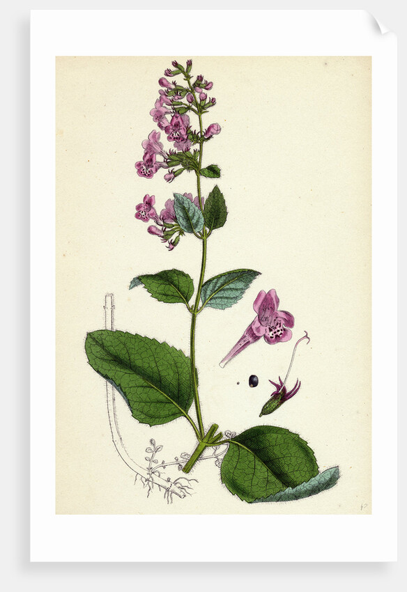 Calamintha Sylvatica Wood Calamint by Anonymous