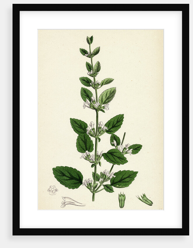 Melissa Officinalis Common Balm by Anonymous