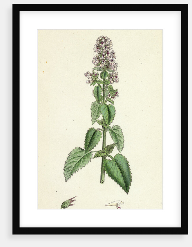 Nepeta Cataria Cat-Mint by Anonymous