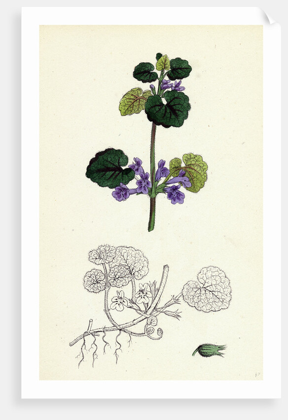 Nepeta Glechoma Ground Ivy by Anonymous