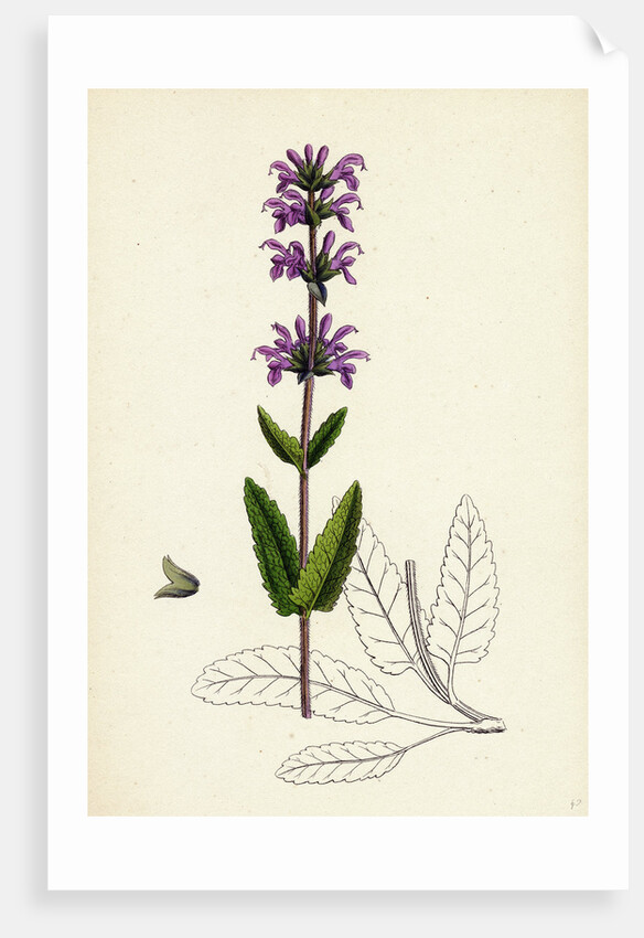 Salvia Clandestina Small-Flowered Clary by Anonymous