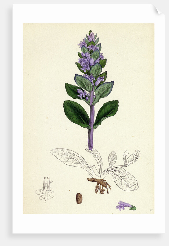 Ajuga Reptans Common Bugle by Anonymous