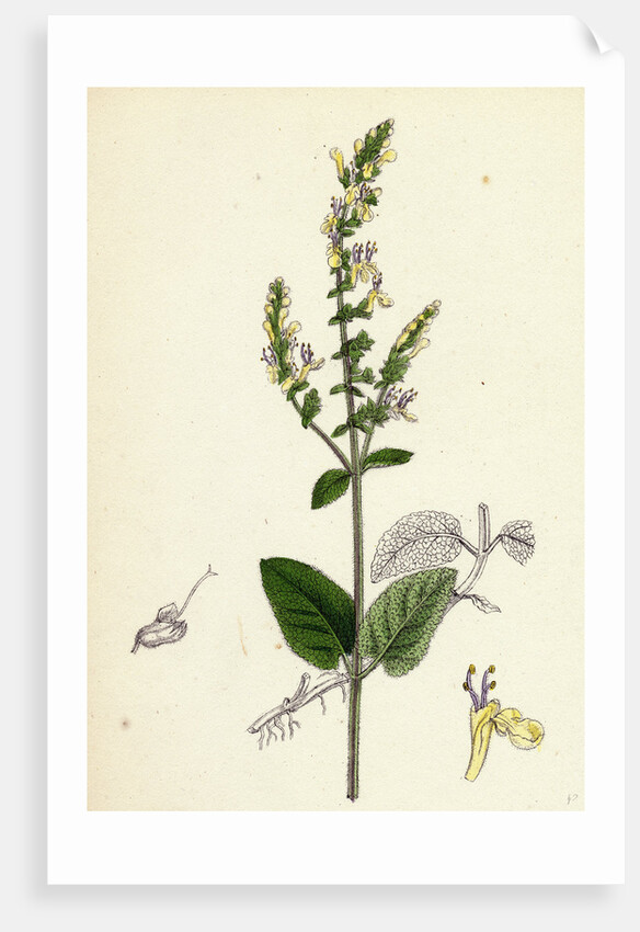 Teucrium Scorodonia Wood Germander by Anonymous