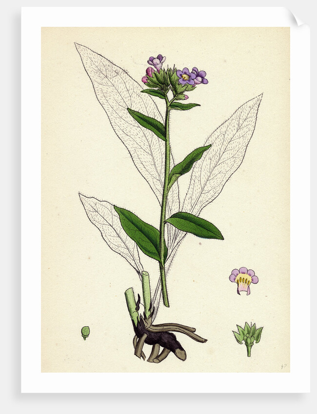 Pulmonaria Angustifolia Narrow-Leaved Lungwort by Anonymous