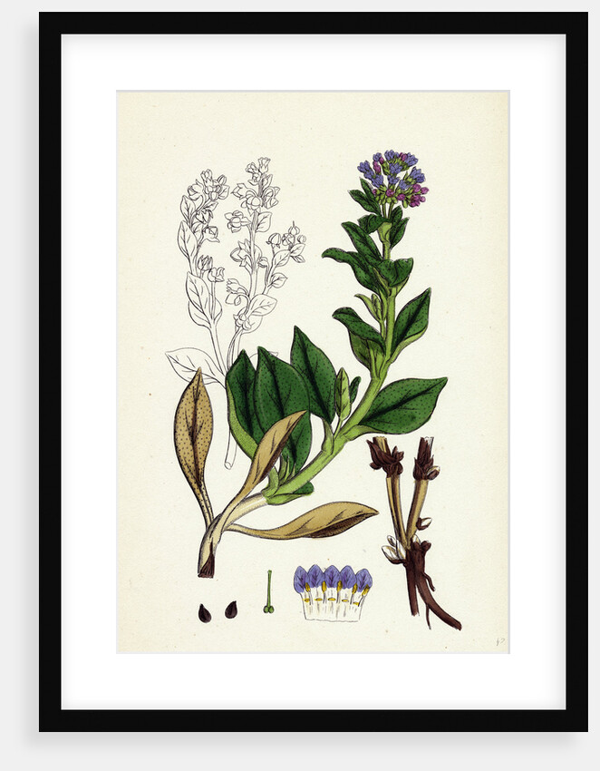 Mertensia Maritima Oyster-Plant by Anonymous