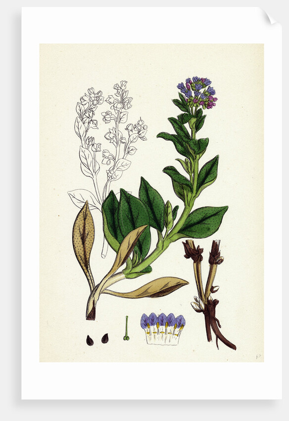 Mertensia Maritima Oyster-Plant by Anonymous