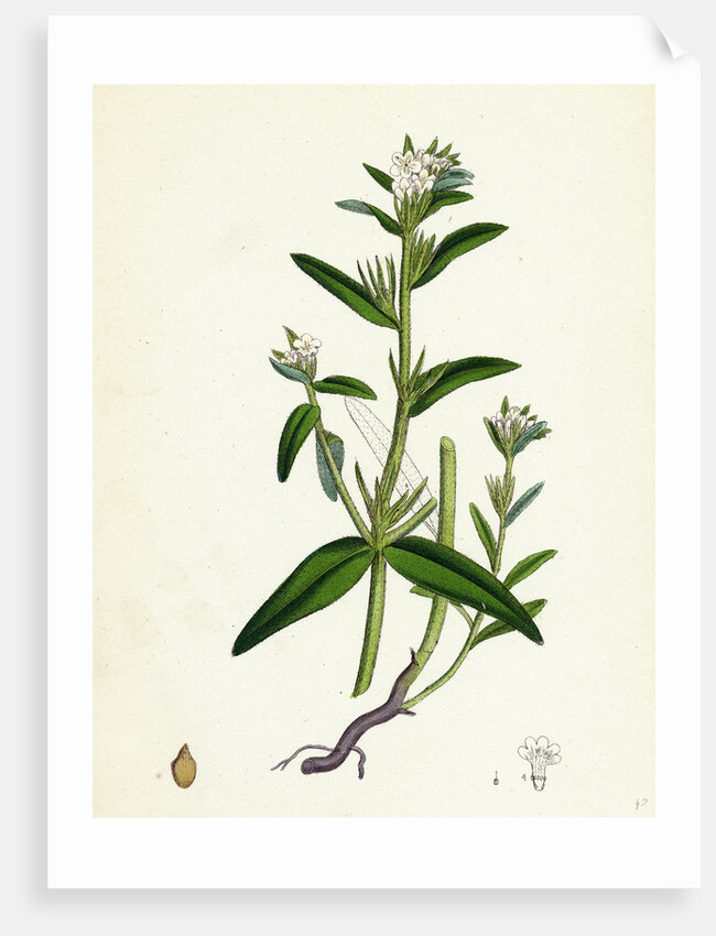 Lithospermum Arvense Corn Gromwell by Anonymous