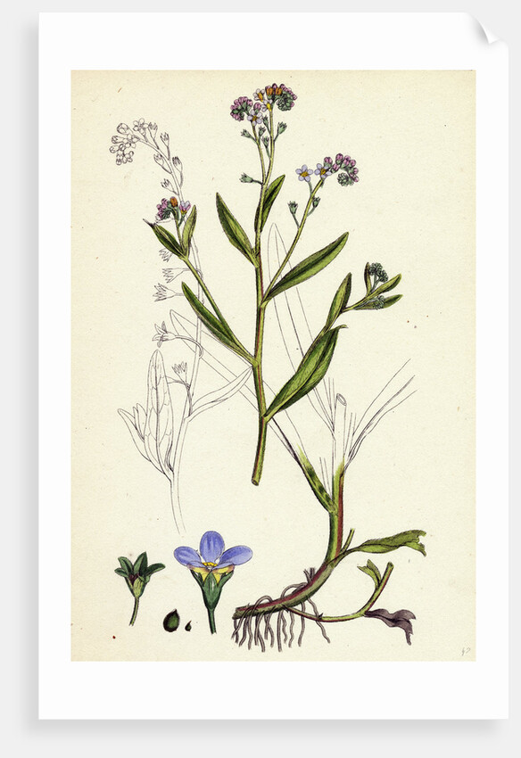 Myosotis Caespitosa Tufted Water Forget-Me-Not by Anonymous