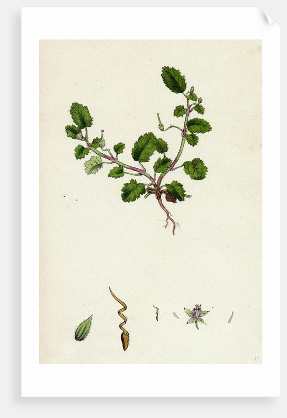 Erodium Maritimum Sea Stork's-Bill by Anonymous