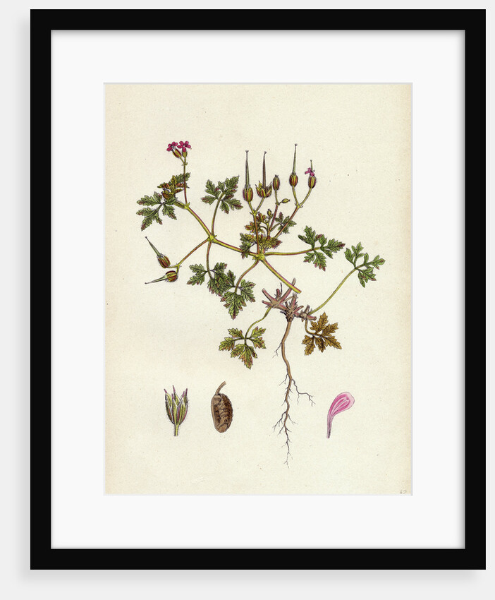 Geranium Robertianum Var. Purpureum Herb Robert Var. Y. by Anonymous