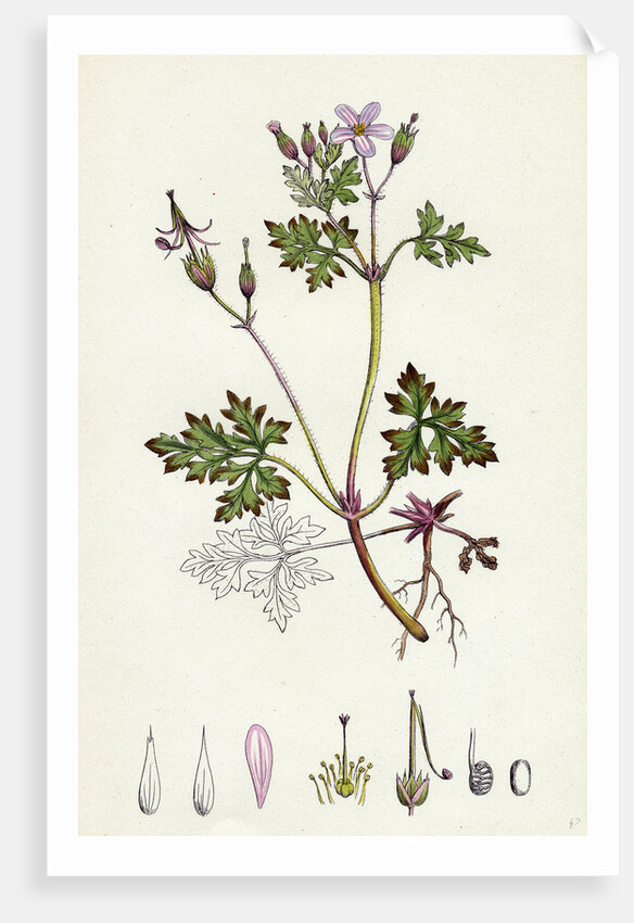 Geranium Robertianum Herb Robert by Anonymous