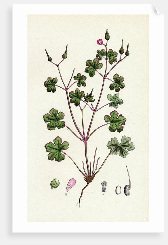 Geranium Lucidum Shining Crane's-Bill by Anonymous