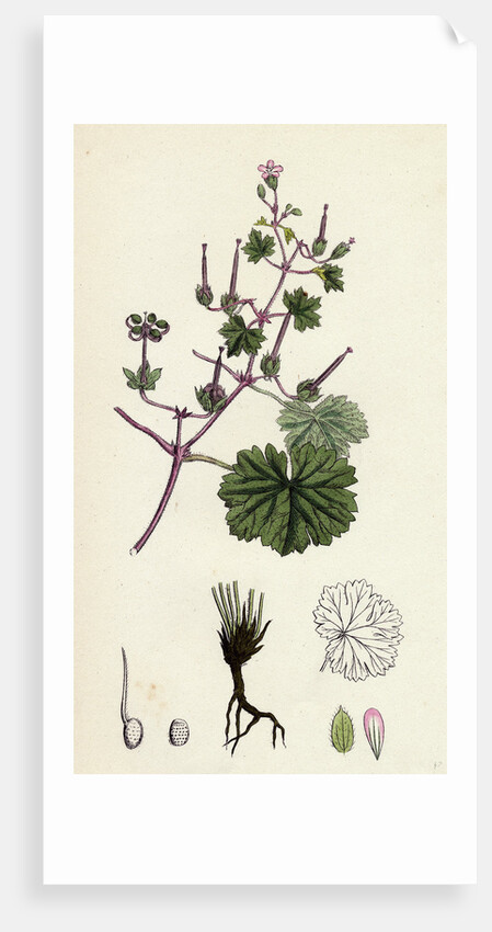 Geranium Rotundifolium Round-Leaved Crane's-Bill by Anonymous