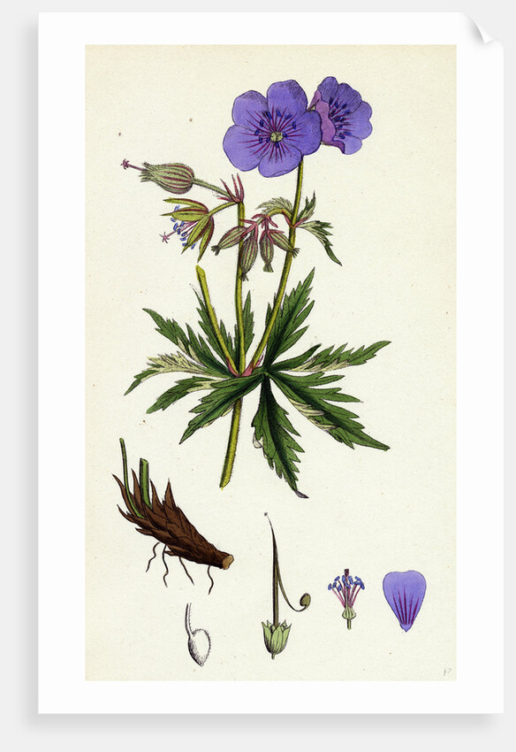 Geranium Pratense Blue Meadow Crane's-Bill by Anonymous