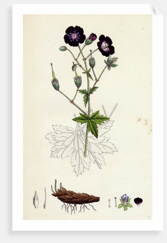 Geranium Phaeum Dusky Crane's-Bill by Anonymous