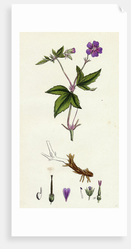 Geranium Nodosum Knotty Crane's-Bill by Anonymous