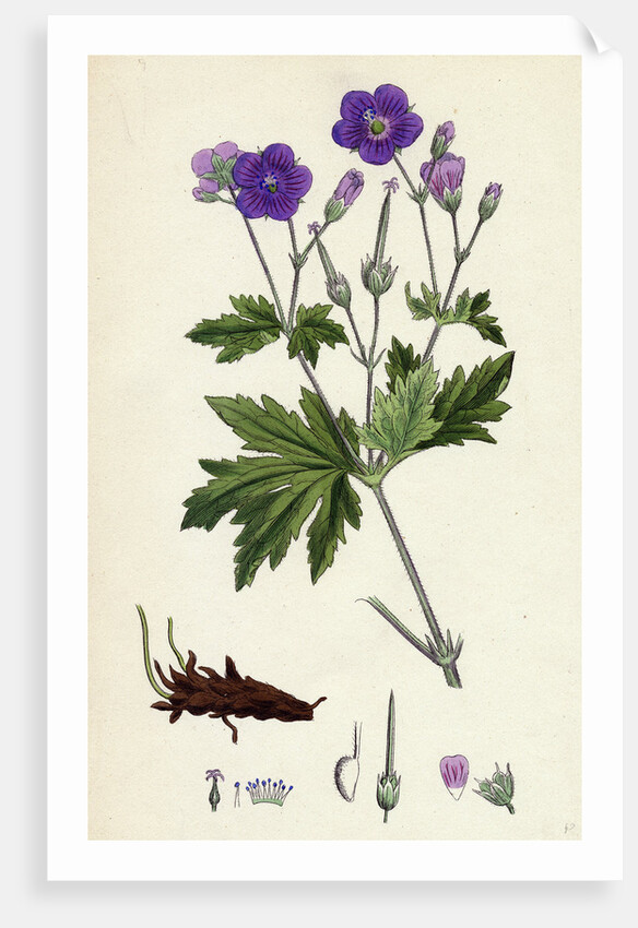 Geranium Sylvaticum Wood Crane's-Bill by Anonymous
