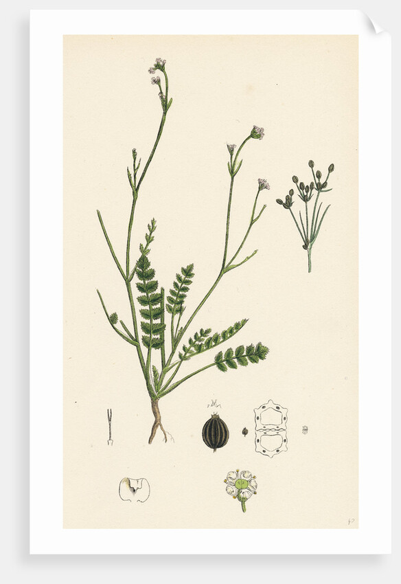 Petroselinum Segetum Corn Parsley by Anonymous