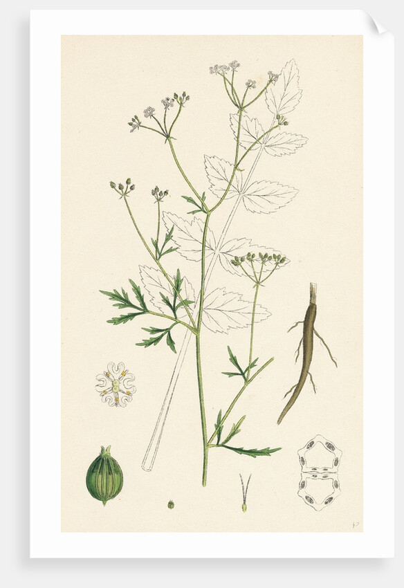 Sison Amomum Hedge Stonewort by Anonymous