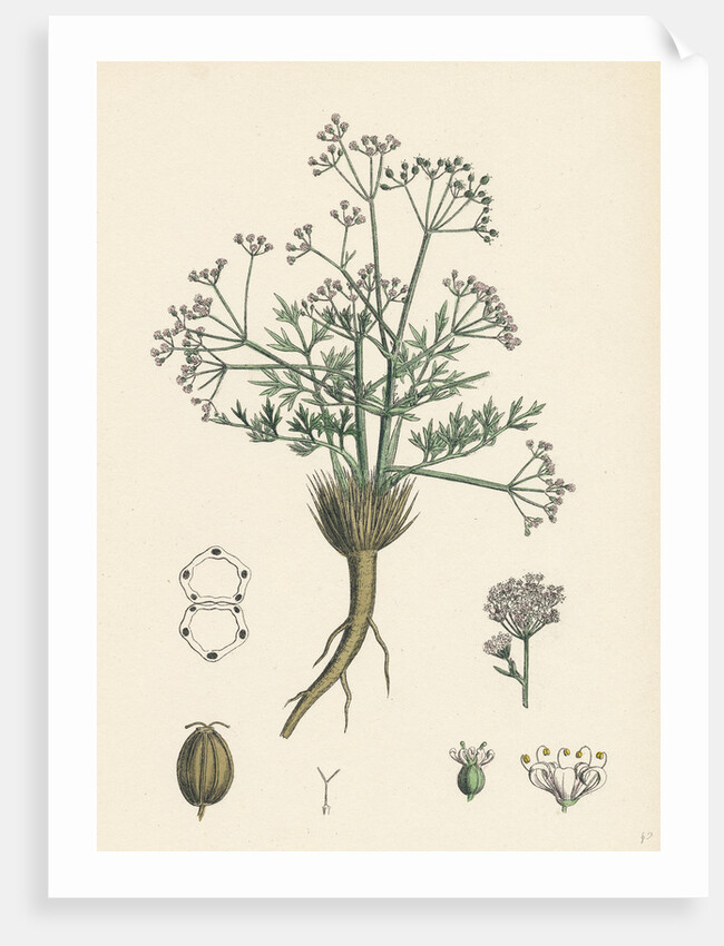 Trinia Vulgaris Glabrous Stonewort by Anonymous