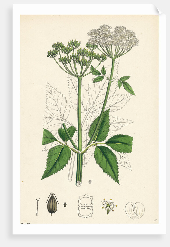 Aegopodium Podagraria Common Goutweed by Anonymous