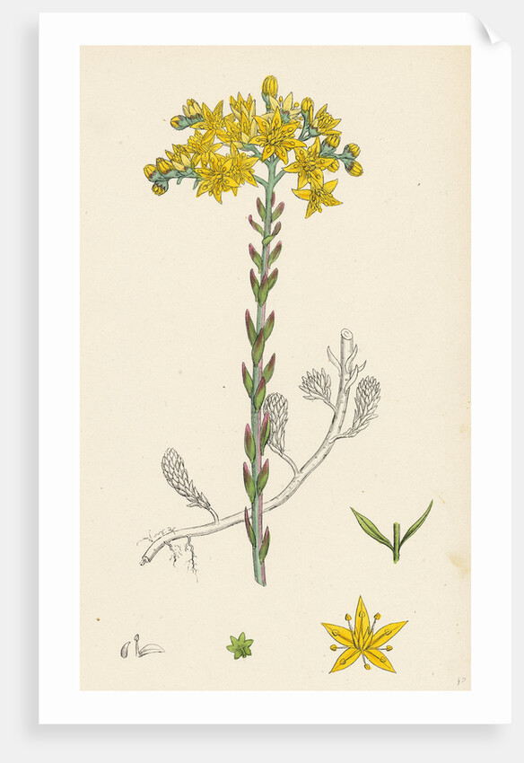 Sedum Elegans Rock Stone-Crop by Anonymous