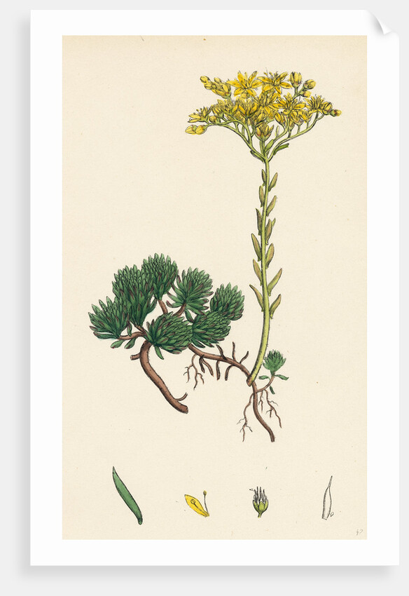 Sedum Forsterianum Forster's Stone-Crop by Anonymous