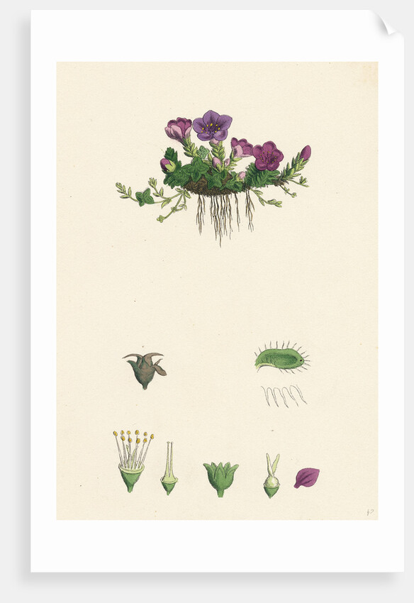 Saxifraga Oppositifolia Purple Mountain Saxifrage by Anonymous