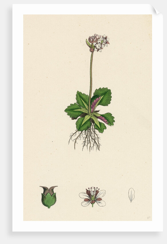 Saxifraga Nivalis Alpine Clustered Saxifrage by Anonymous