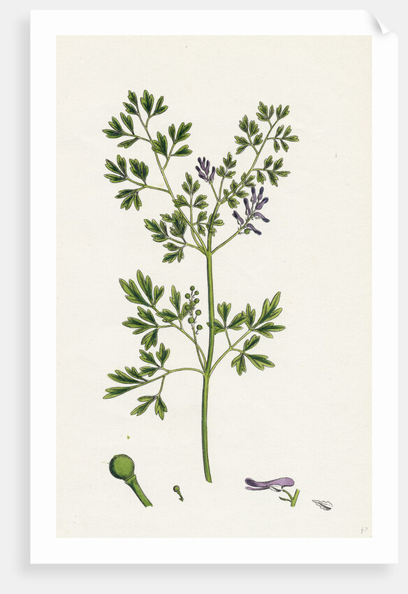 Fumaria Muralis Rampant Fumitory by Anonymous