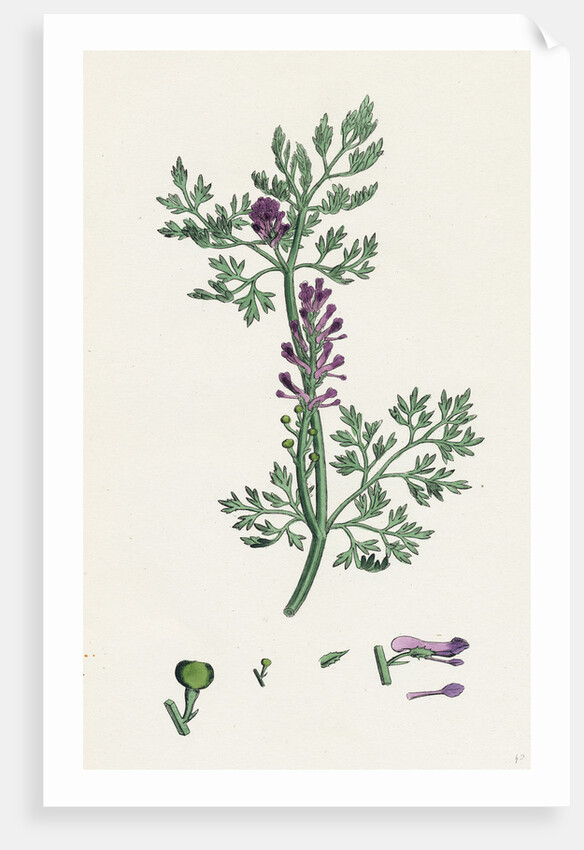 Fumaria Officinalis Common Fumitory- by Anonymous
