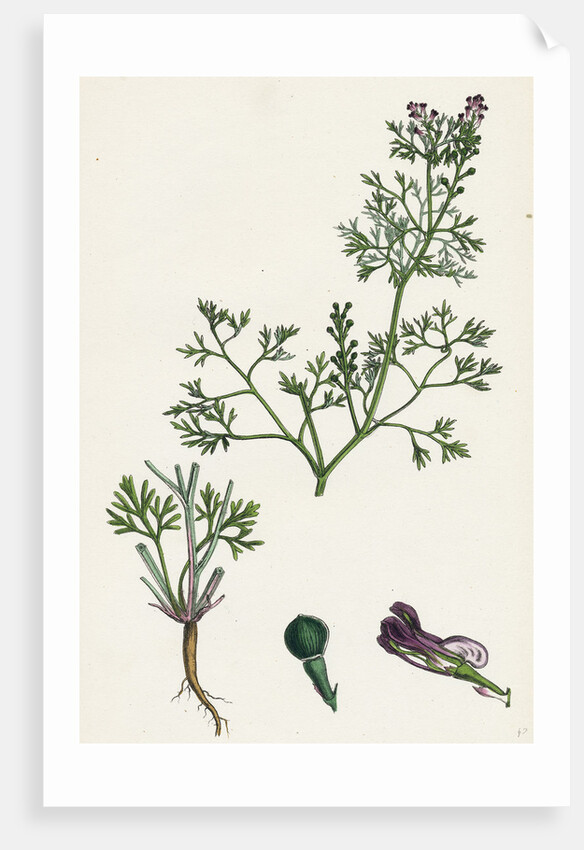 Fumaria Vaillantii Vaillant's Small-Flowered Fumitory- by Anonymous