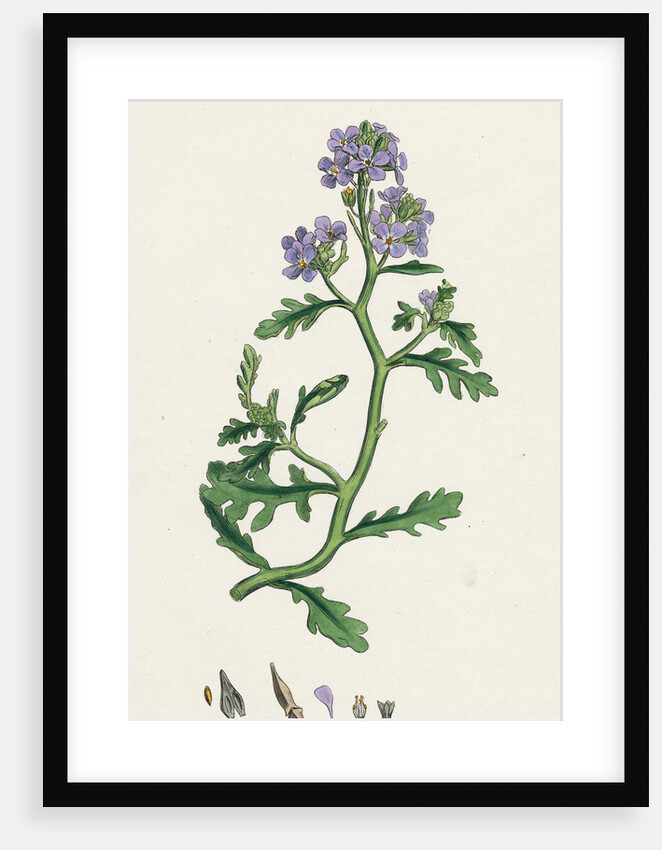 Cakile Maritima Sea Rocket by Anonymous