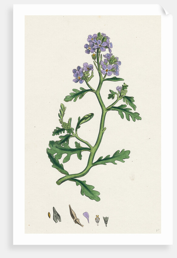 Cakile Maritima Sea Rocket by Anonymous