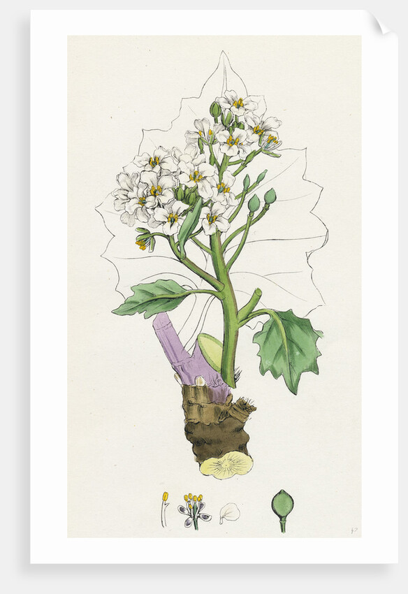 Crambe Maritima Sea Kale by Anonymous