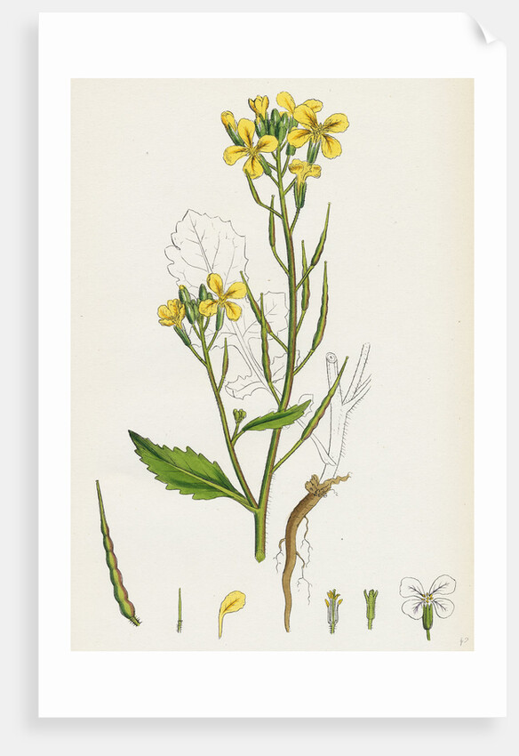 Raphanus Raphanistrum Wild Radish by Anonymous