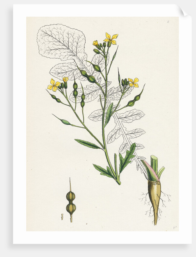 Raphanus Maritimus Sea Radish- by Anonymous