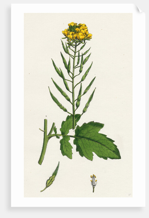 Brassica Alba White Mustard by Anonymous