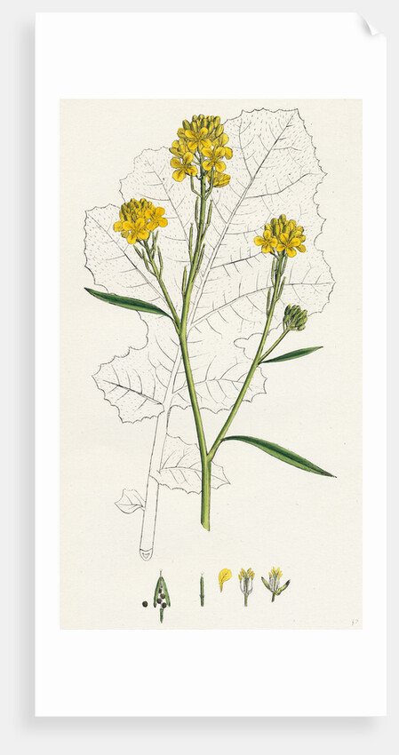 Brassica Nigra Black Mustard by Anonymous