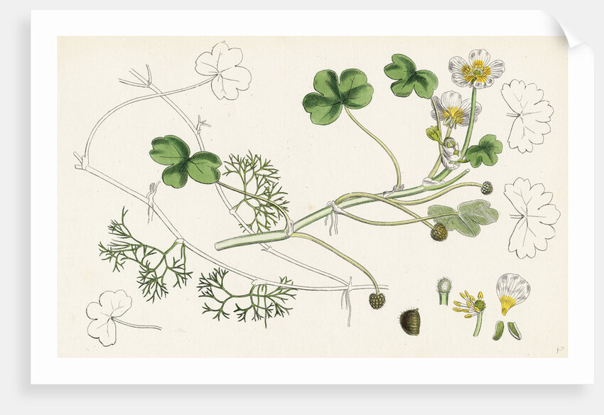 Ranunculus Peltatus Vulgaris Common Water-Crowfoot by Anonymous