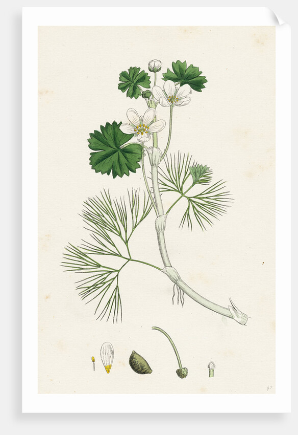 Ranunculus Heterophyllus Various Leaved Water-Crowfoot by Anonymous