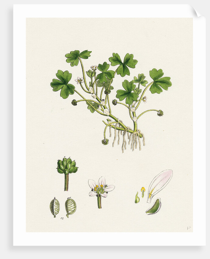 Ranunculus Tripartitus Three-Lobed Water-Crowfoot- by Anonymous