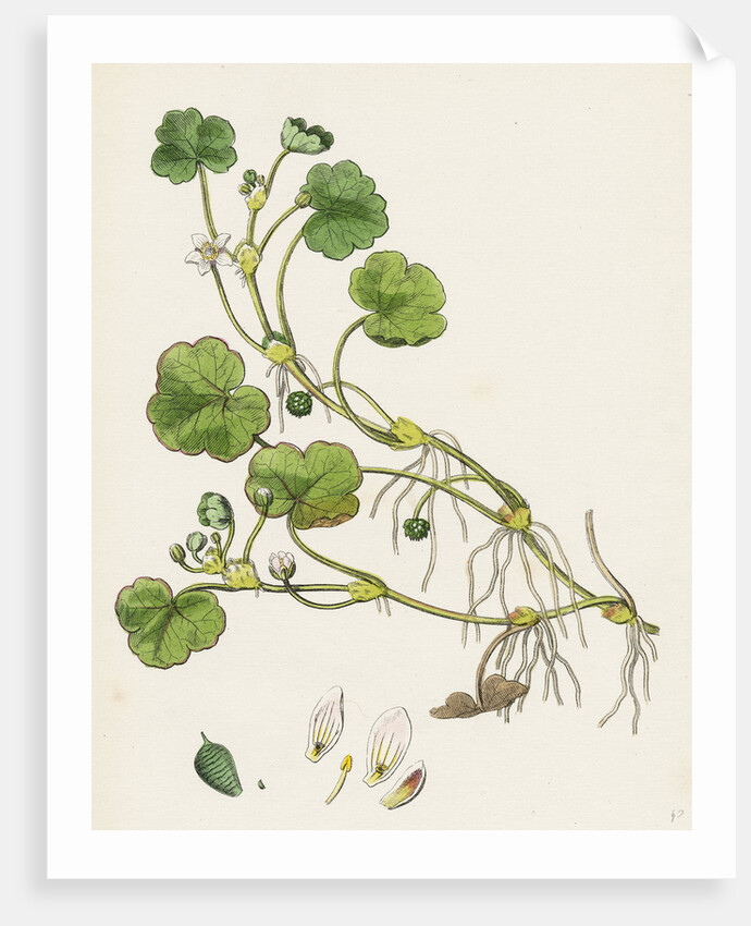Ranunculus Lenormandi Lenormand's Water-Crowfoot by Anonymous