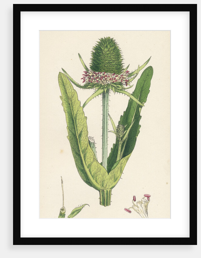 Dipsacus Fullonum Cultivated Teasel by Anonymous