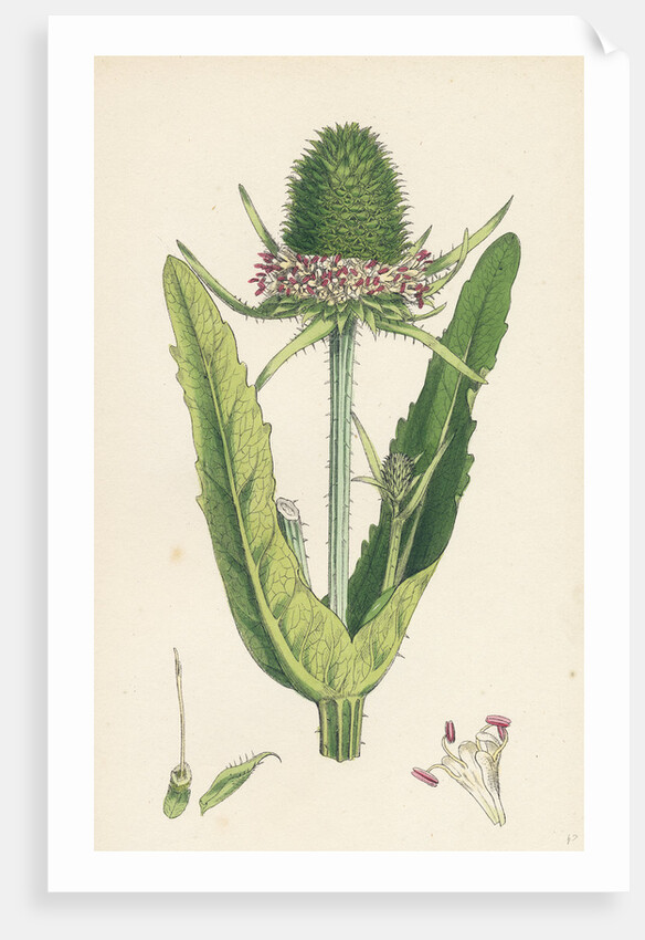 Dipsacus Fullonum Cultivated Teasel by Anonymous