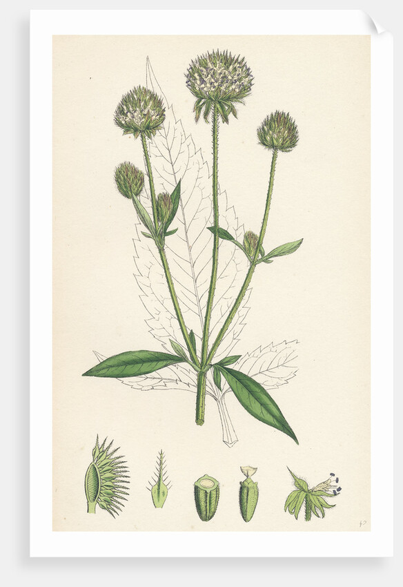 Dipsacus Pilosus Small Teasel by Anonymous