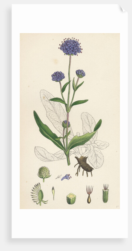 Scabiosa Succisa Devil's-Bit Scabious by Anonymous