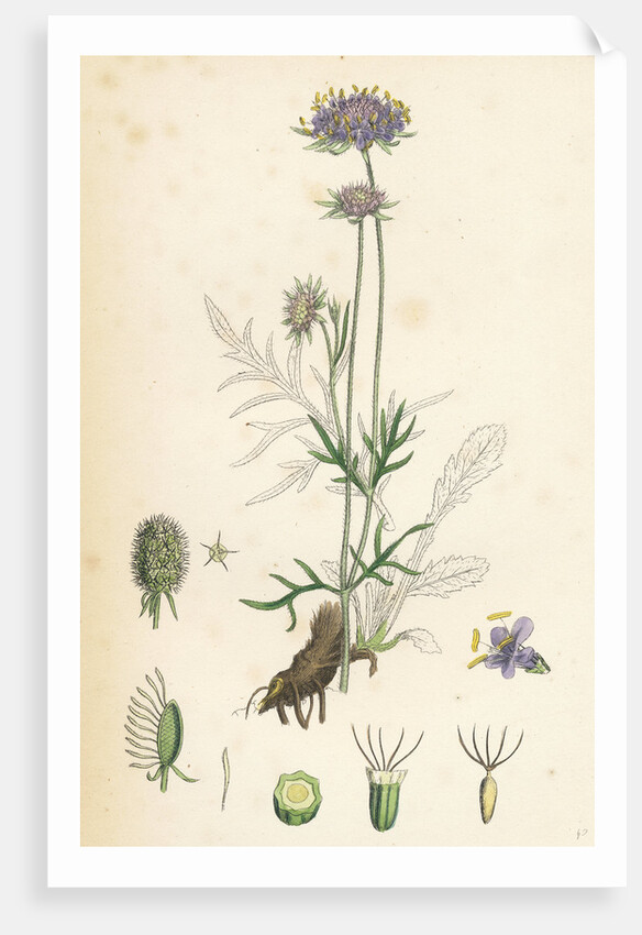 Scabiosa Columbaria Small Scabious by Anonymous