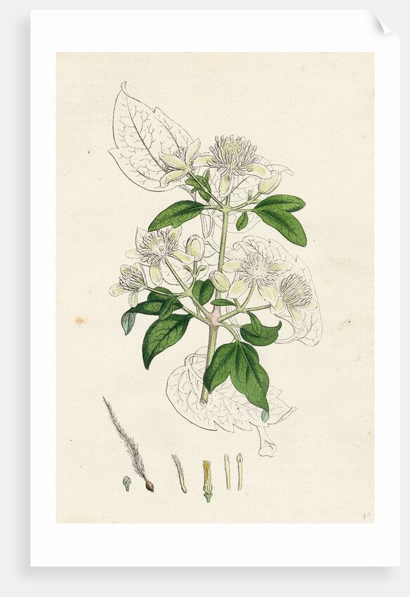 Clematis Vitalba Common Traveller's Joy by Anonymous