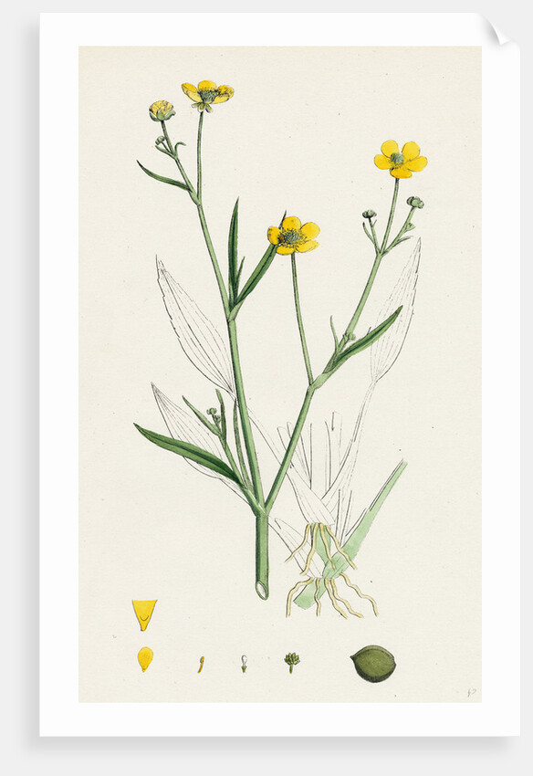Ranunculus Eu-Flammula Lesser Spearwort by Anonymous